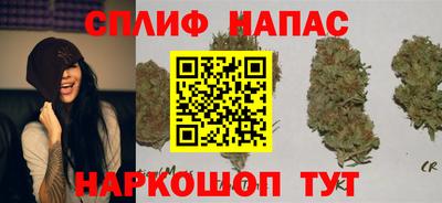 сатива Кингисепп